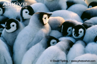 Illustration for article titled Flightless Friday - Aptenodytes forsteri Edition